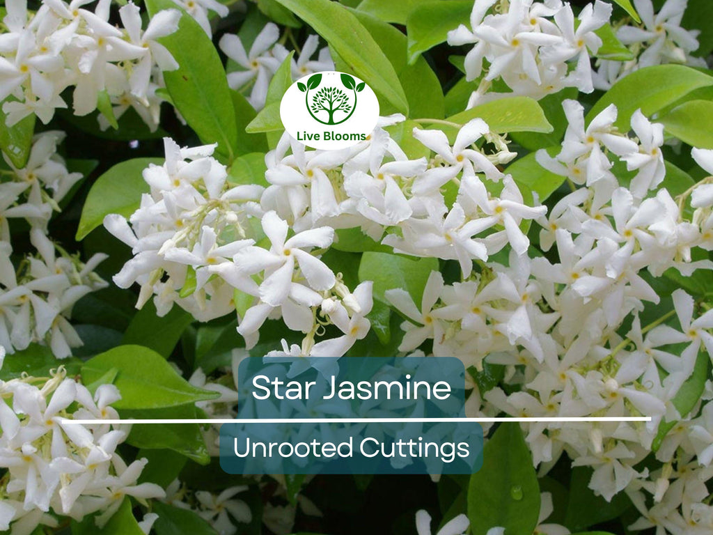 7 Jasminoides Trachelospermum Star Jasmine Cuttings, 6" Unrooted, Fragrant Flowering Plant, Perfect for Vines & Gardens, Easy to Grow