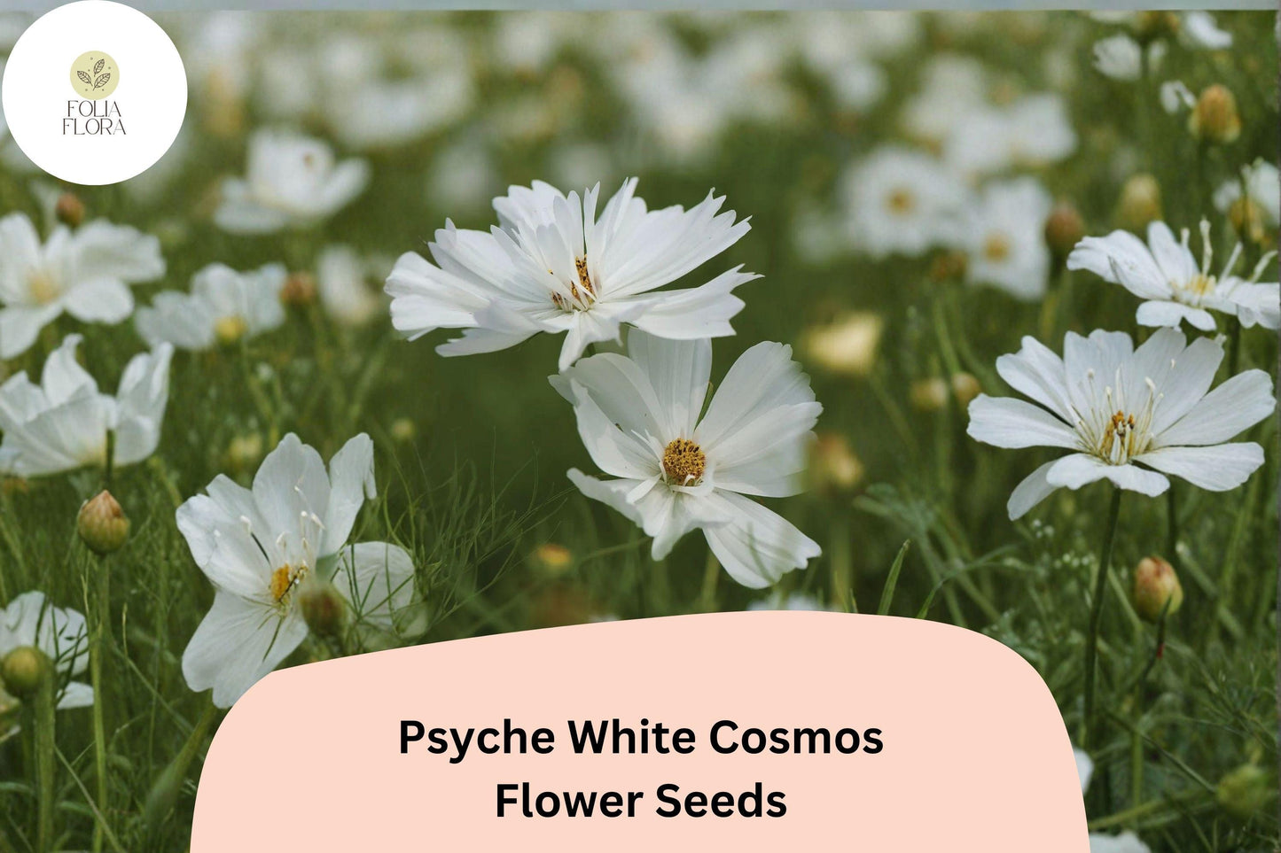 200+ Psyche White Cosmos Seeds | Cosmos Bipinnatus Pure White Blooms | Annual Garden Flower Seeds for Planting