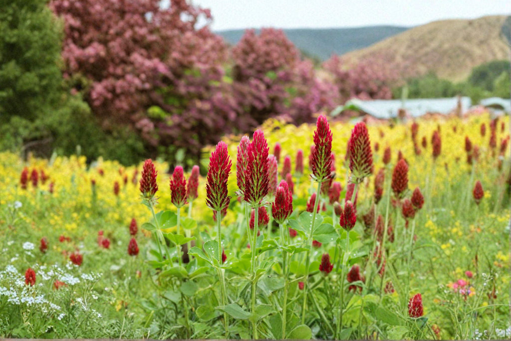 Crimson Clover – Trifolium incarnatum 100 Seeds | Nitrogen-Fixing Cover Crop | Open-Pollinated