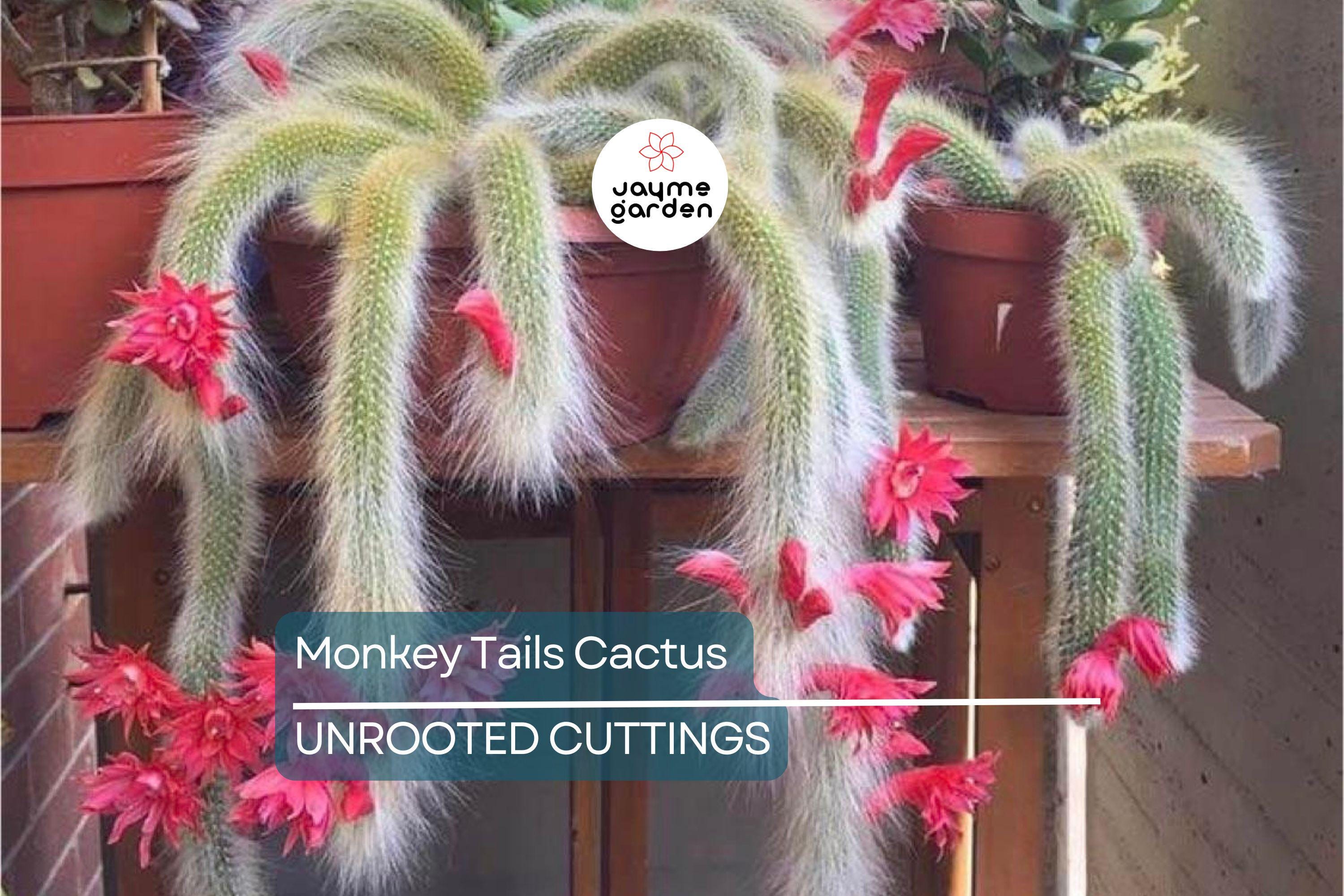 Monkey Tails Cactus 5” Top Cutting – Unique and Rare Cactus for Your Collection