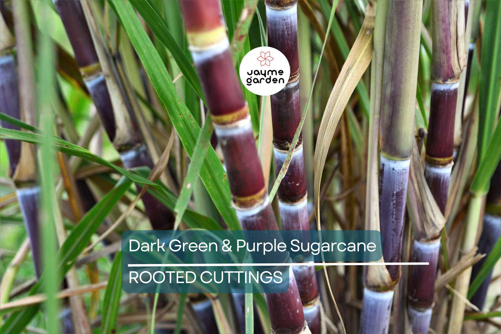 5 Dark Green and Purple Sugarcane Cuttings - Sweet & Juicy, 2" Rooted Sticks, Ready to Plant, Fast Growing, Live Plant