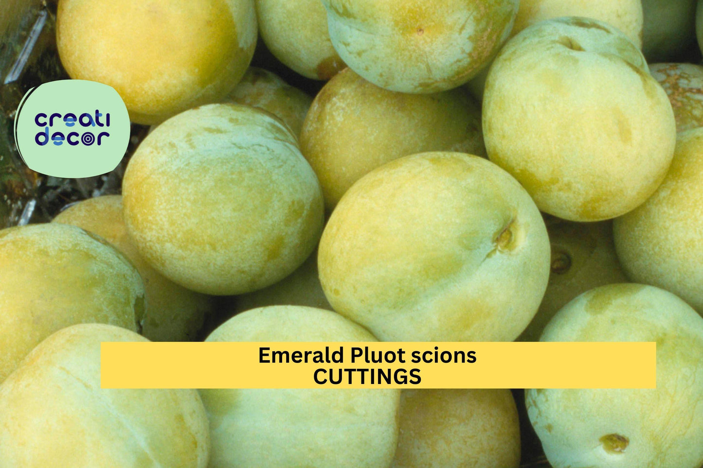 5 Emerald Pluot Scion Cuttings | Plum Apricot Hybrid | Unrooted Wood for Grafting | Sweet Fruit Tree Variety Starter