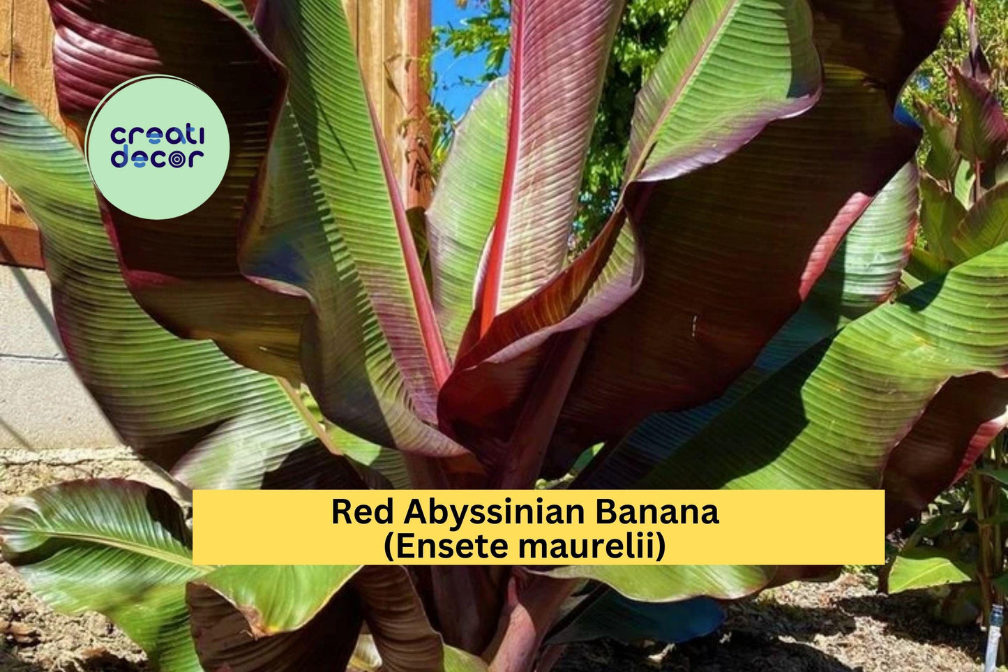 Red Abyssinian Banana Plant | Ensete maurelii Live Starter | Ornamental Tropical False Banana Tree for Patio, Garden, or Container