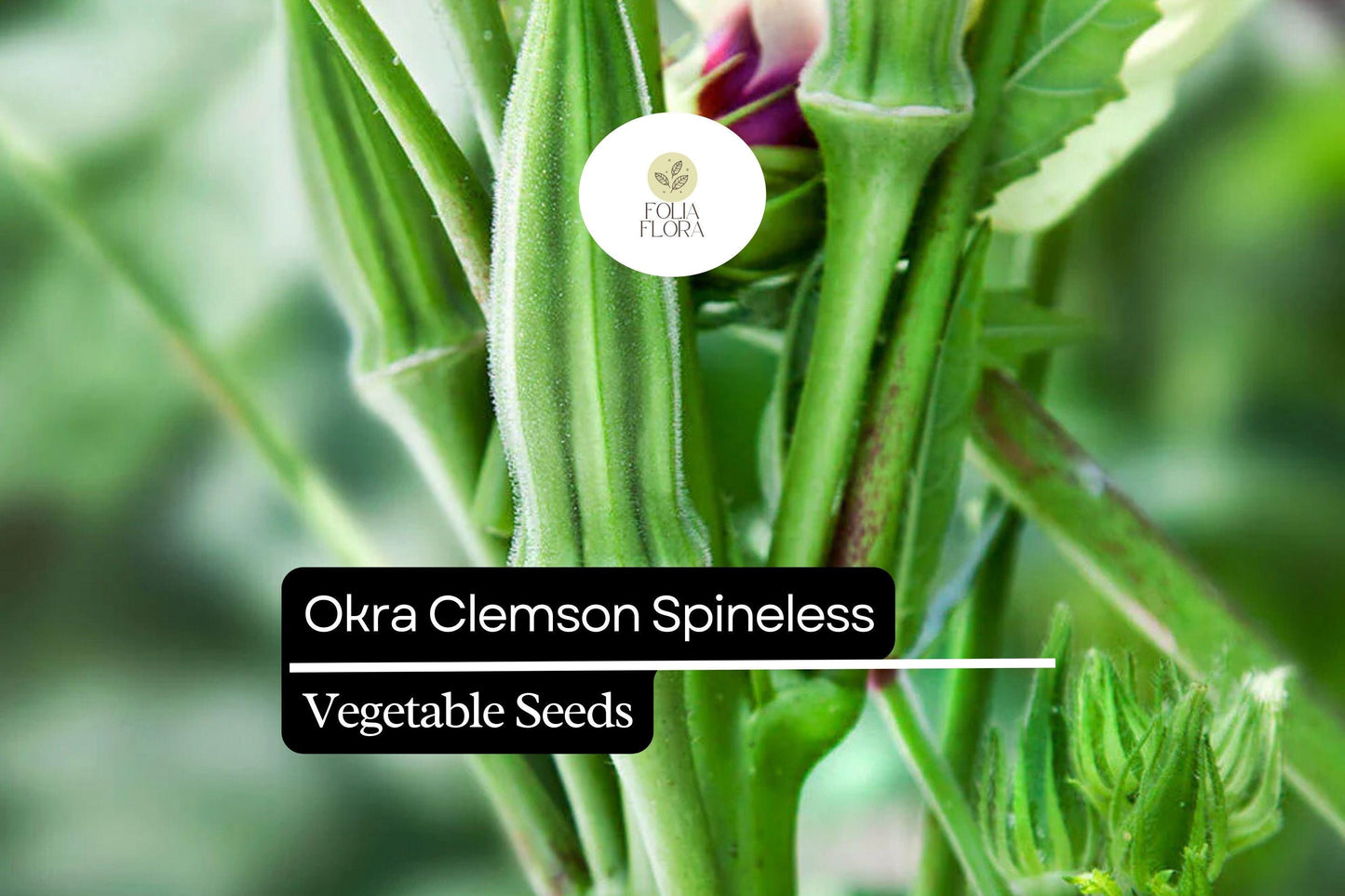 5g Okra Clemson Spineless Seeds Abelmoschus esculentus | Heirloom, Non-GMO, High Yield, Heat Tolerant, Tender Pods, Easy to Grow