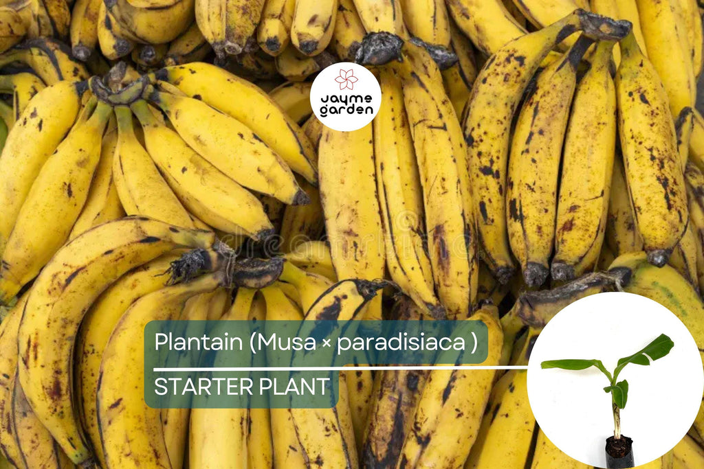 Plantain Starter Plant - Musa × paradisiaca Live Tropical Fruit Tree 1’-2’, Ideal for Growing Fresh, Nutritious, and Versatile Fruit at Home
