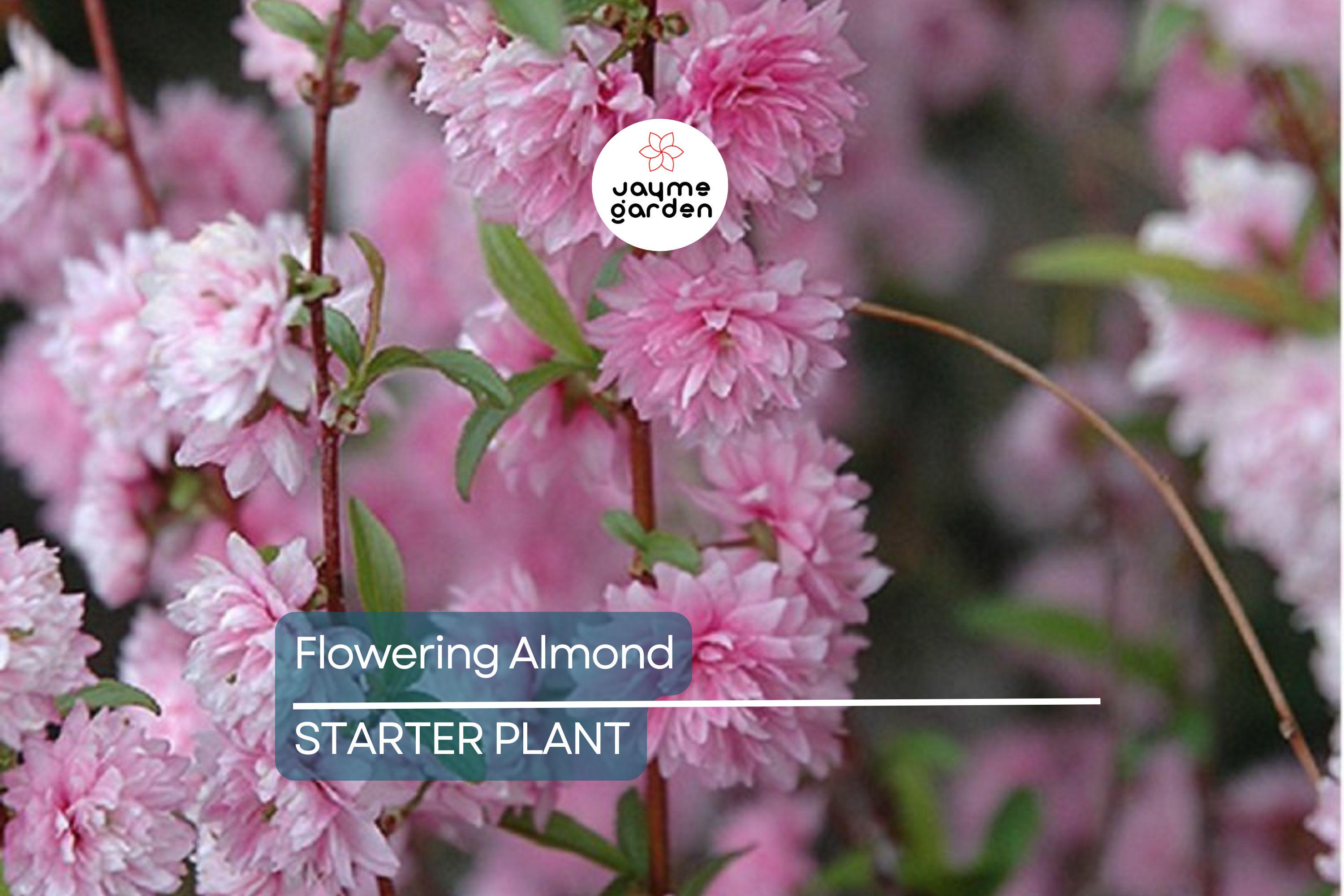 5 Pink Flowering Almond Plants | 6-12" Bareroot Shrubs | Spring Blooms | Hardy Ornamental Shrub for Full Sun or Partial Shade