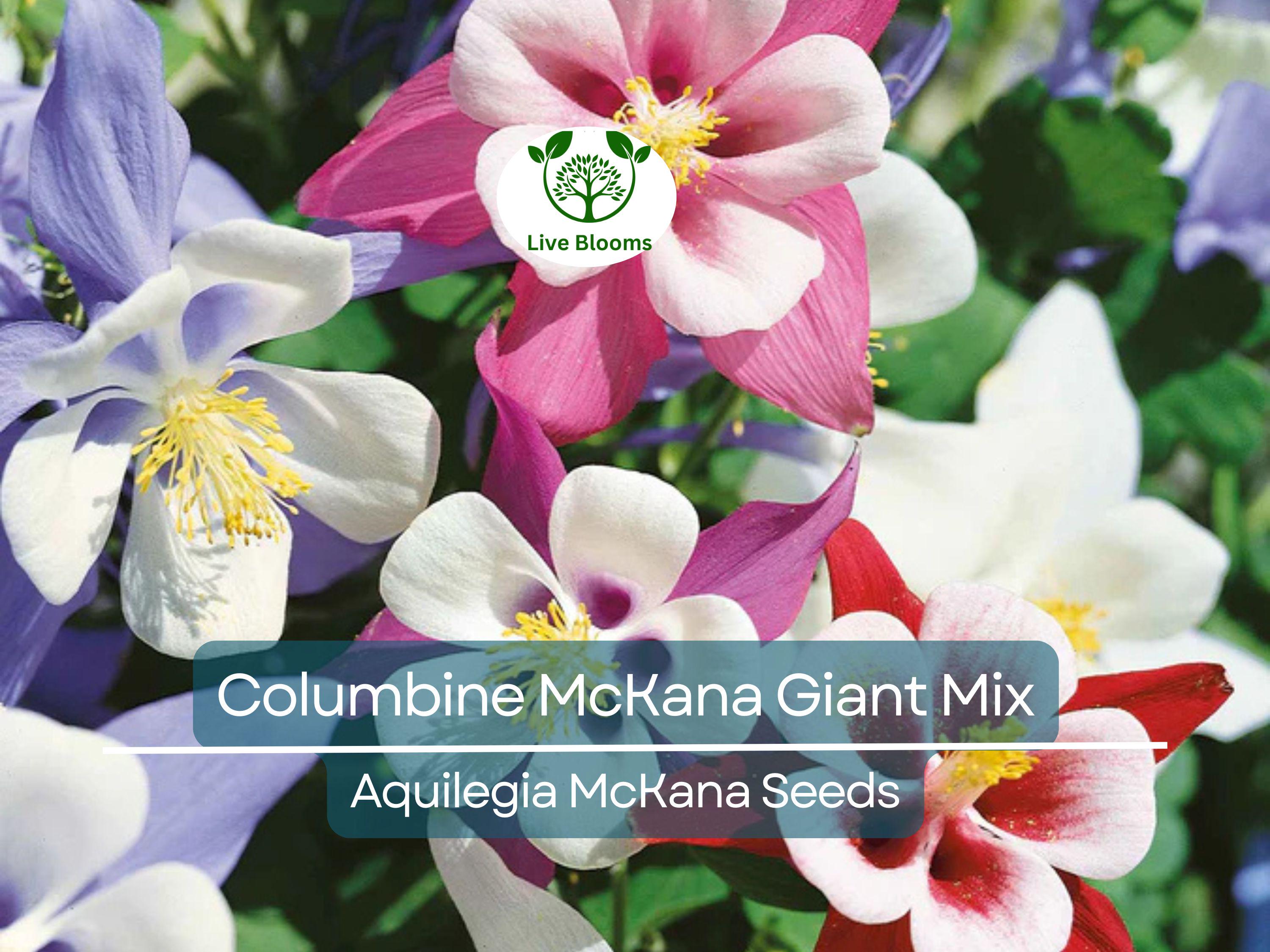 500 Seeds Columbine McKana Giant Mix, Perennial Hummingbird & Butterfly Flowers, Non-GMO Aquilegia, Vibrant Colors, Easy to Grow for Gardens