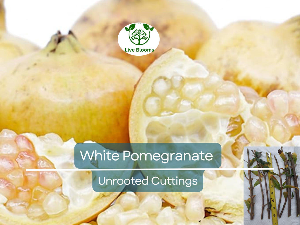 10 Rare Organic White Pomegranate Unrooted Cuttings 8-10" - Punica Granatum - Unique Fruit Tree for Propagation & Garden