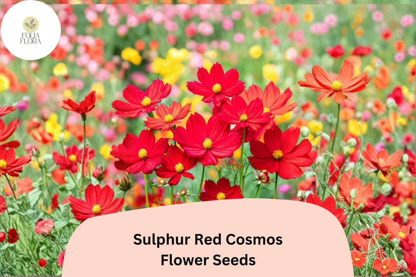200+ Sulphur Red Cosmos Seeds | Cosmos sulphureus | Bright Red Blooms | Easy Annual Flower Seeds for Garden