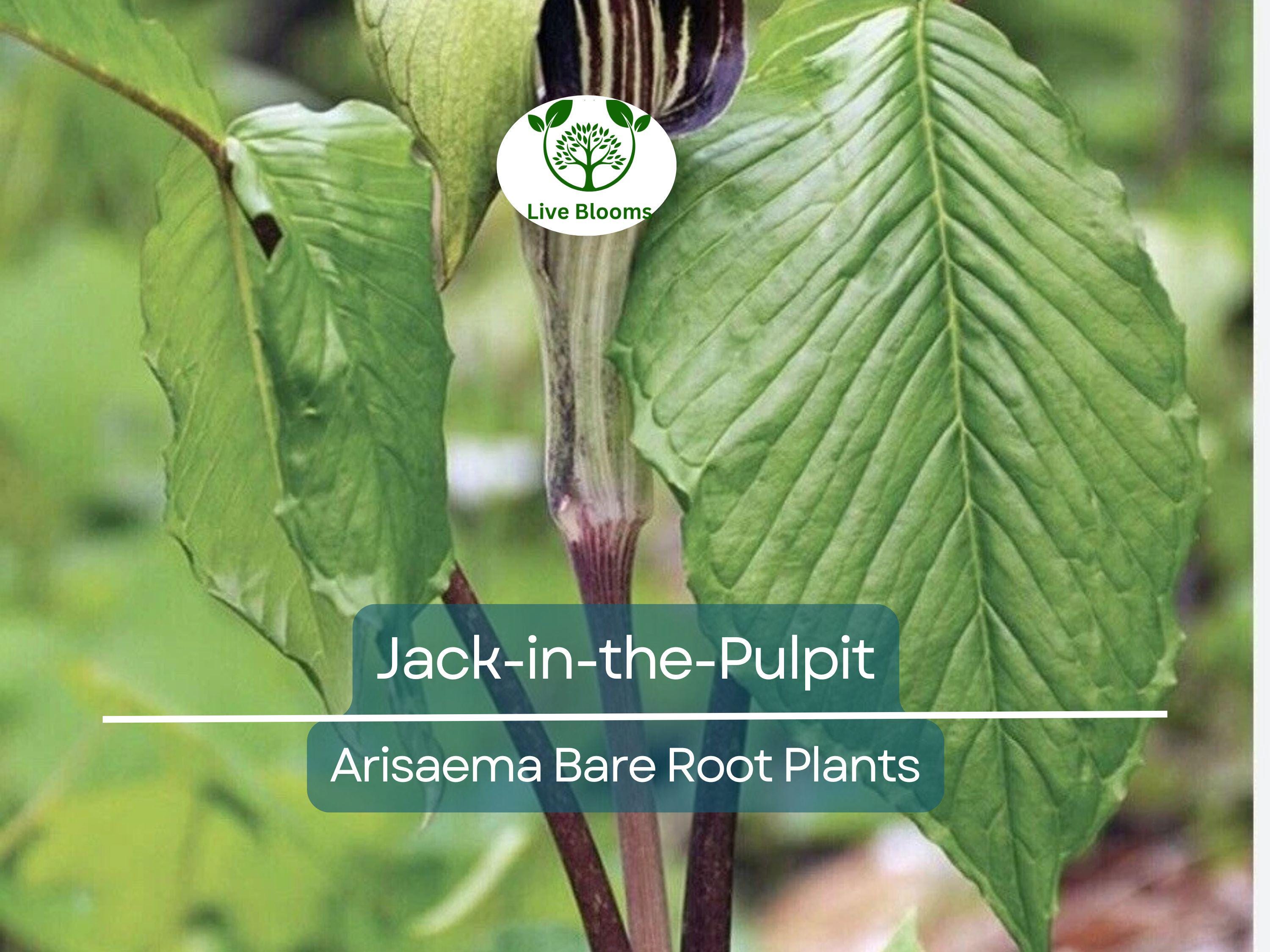 10 Jack-in-the-Pulpit Bulbs – Bare Root Arisaema triphyllum – Native Wildflower Indian Turnip – Shade Garden Perennial