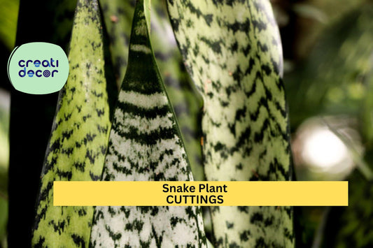9 Sansevieria Starter Leaf Cuttings – Hawaiian-Grown Snake Plant | Organic Unrooted Houseplant Cuttings for Pots or Indoor Gardens