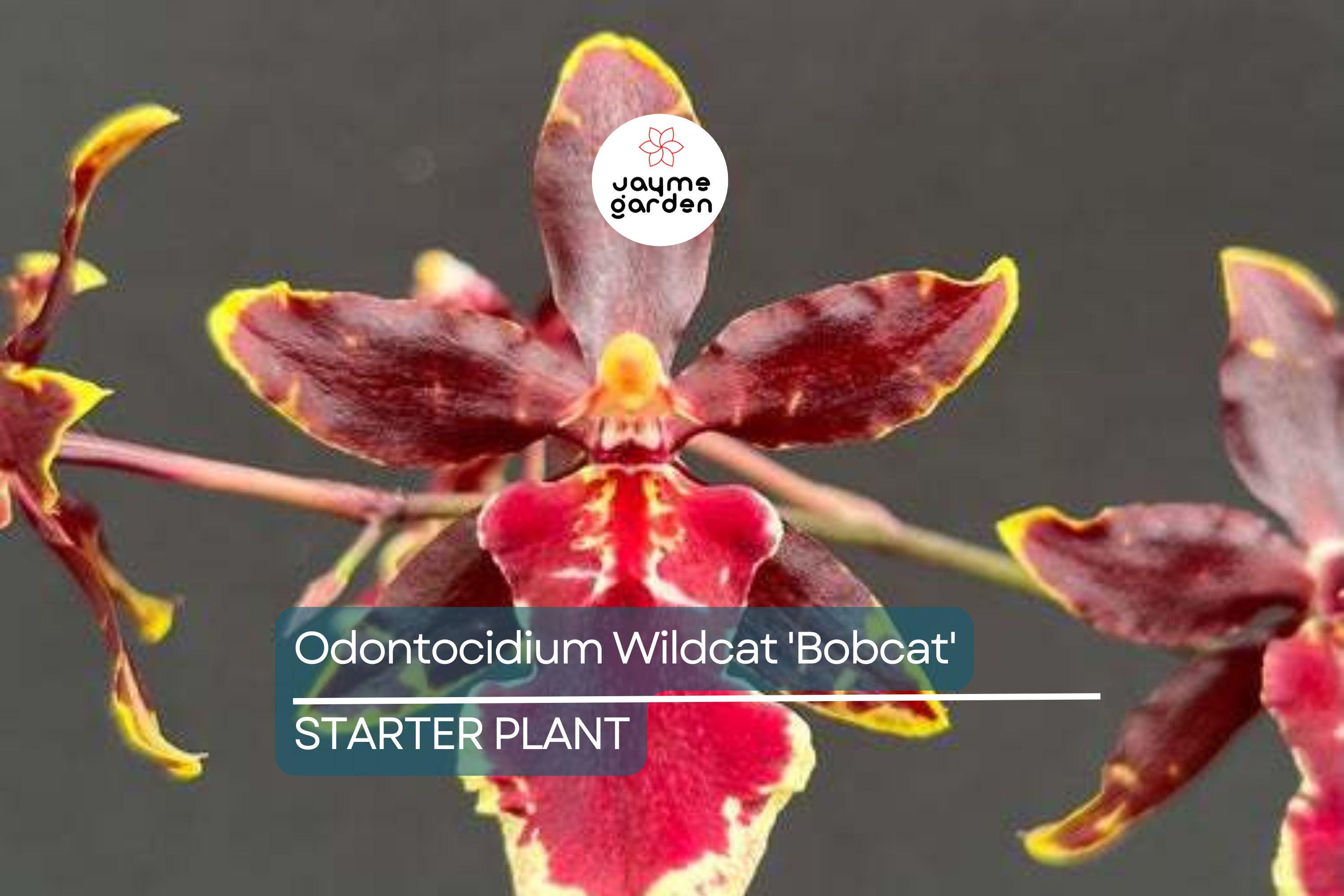 Odonticidium Wildcat 'Bobcat' Orchid Plant | Burgundy & Yellow Blooms | AM/AOS Award | Live Starter Plant in 3" Pot