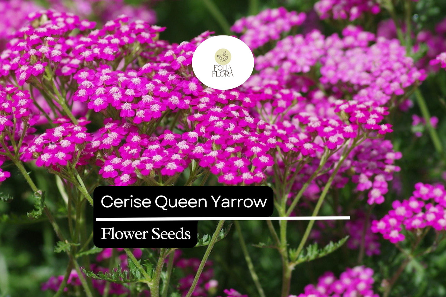 Cerise Queen Yarrow - Achillea Millefolium - Vibrant Pink Blooms for Pollinator Gardens and Drought-Tolerant Landscaping