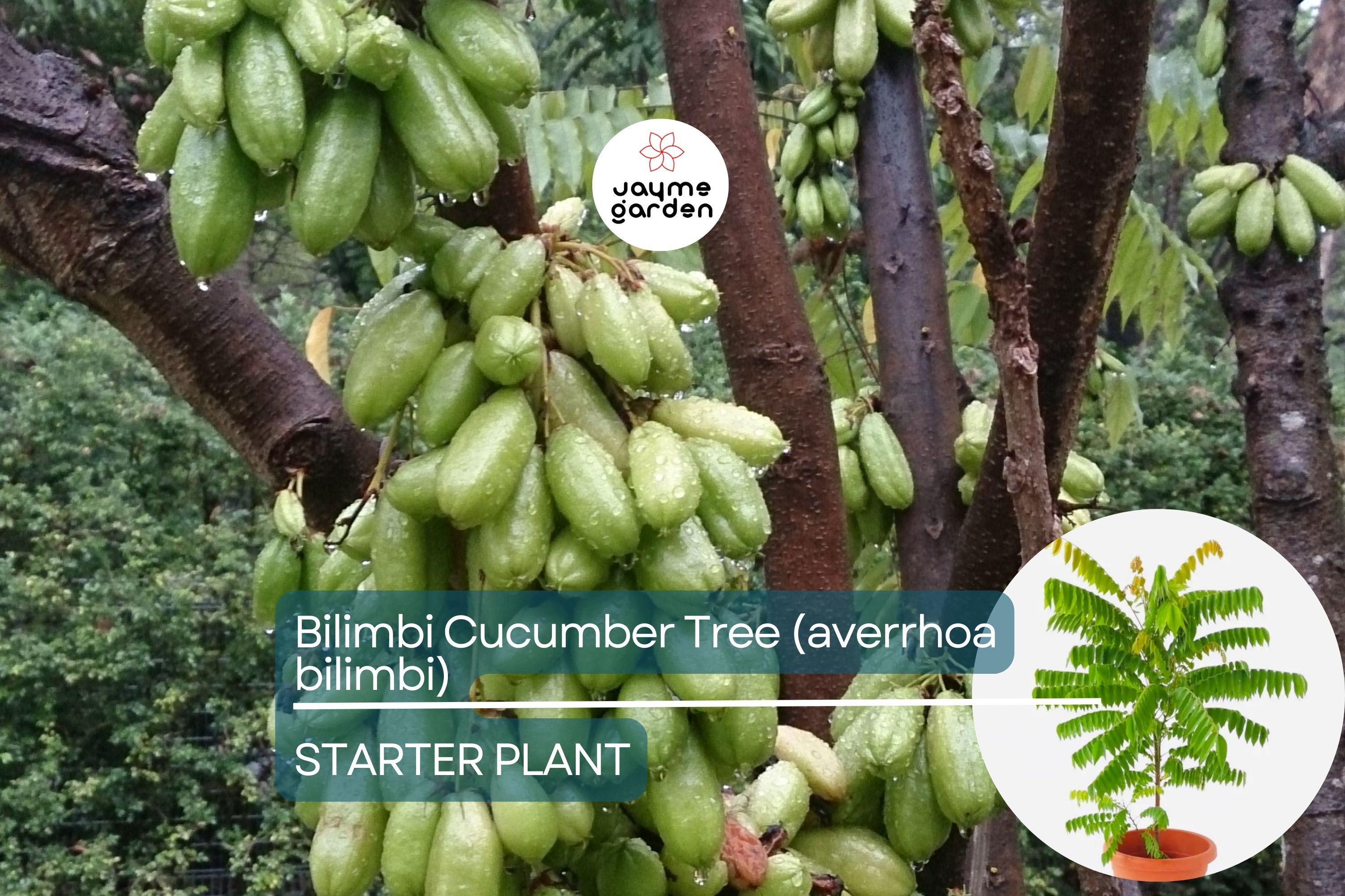 Bilimbi Cucumber Tree - Live Averrhoa bilimbi 1’-2’ Tall | Tropical Sour Fruit Tree for Culinary Use