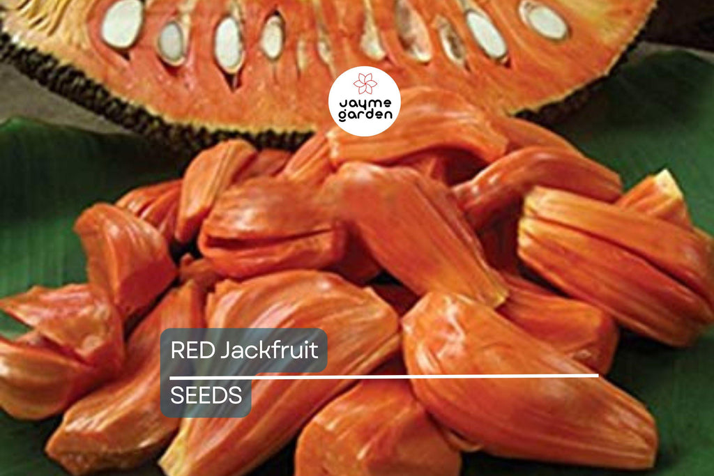 10 Fresh Red Jackfruit Seeds - Tropical Jack Fruit Tree Seeds - High Germination Rate, Ready to Grow