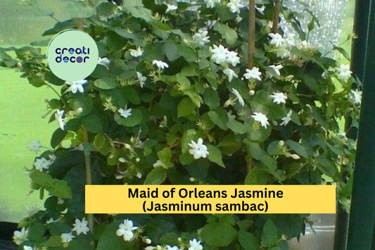 1 Maid of Orleans Jasmine – Jasminum sambac Live Rooted Starter Plant, Fragrant White Blooming Vine/ Shrub for Home & Garden