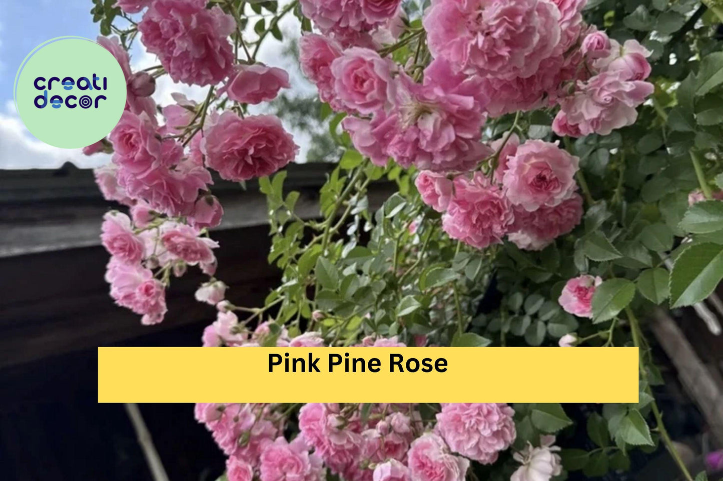 Pink Pine Climbing Rose – 5 Heirloom Rose Bush Cuttings, Guaranteed to Root, Fragrant Vintage Garden Rose Variety