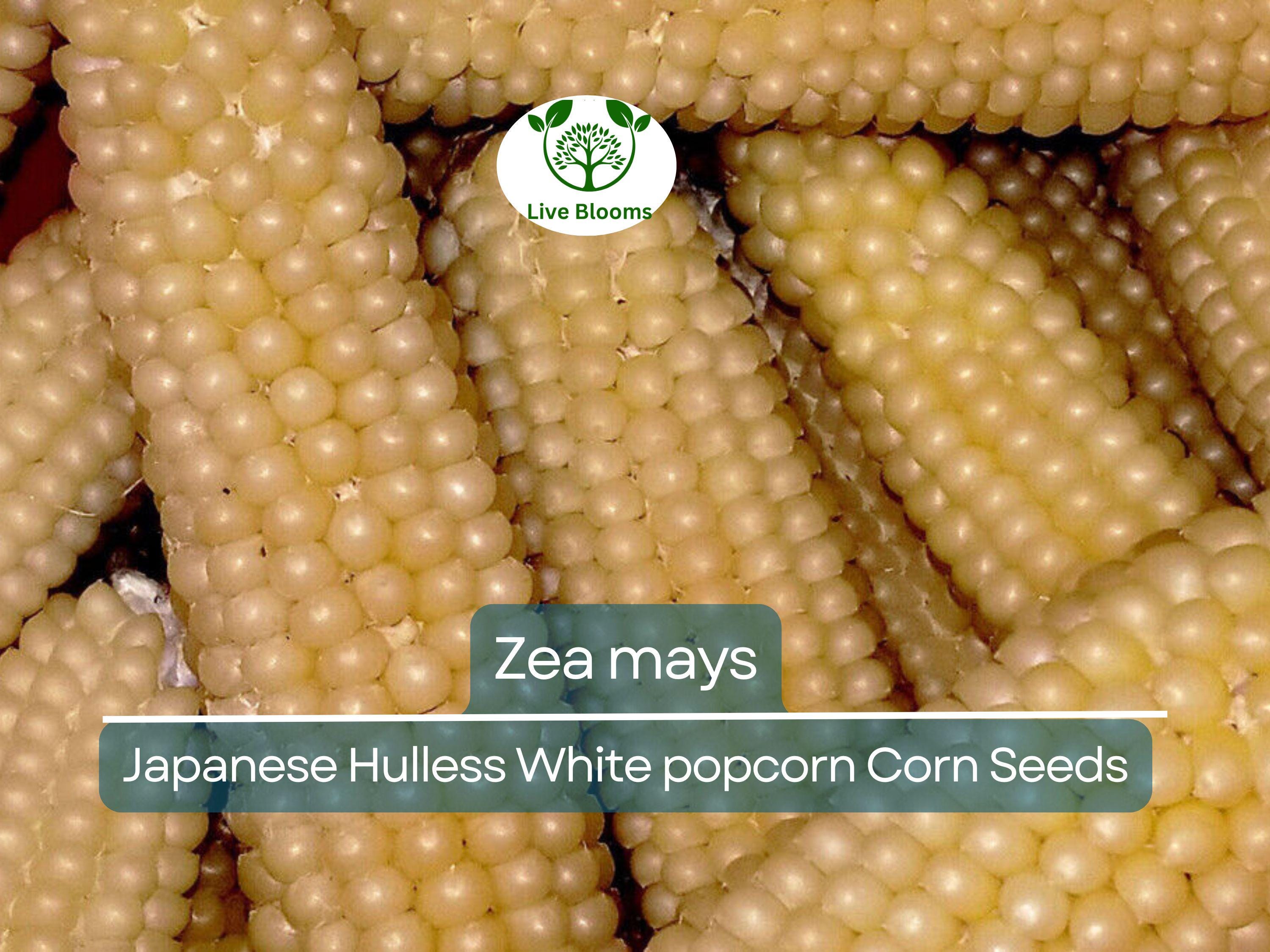 50 Seeds Popcorn Japanese Hulless White Baby Corn - Zea mays | Heirloom Popcorn Seeds for Planting & Homegrown Snacks