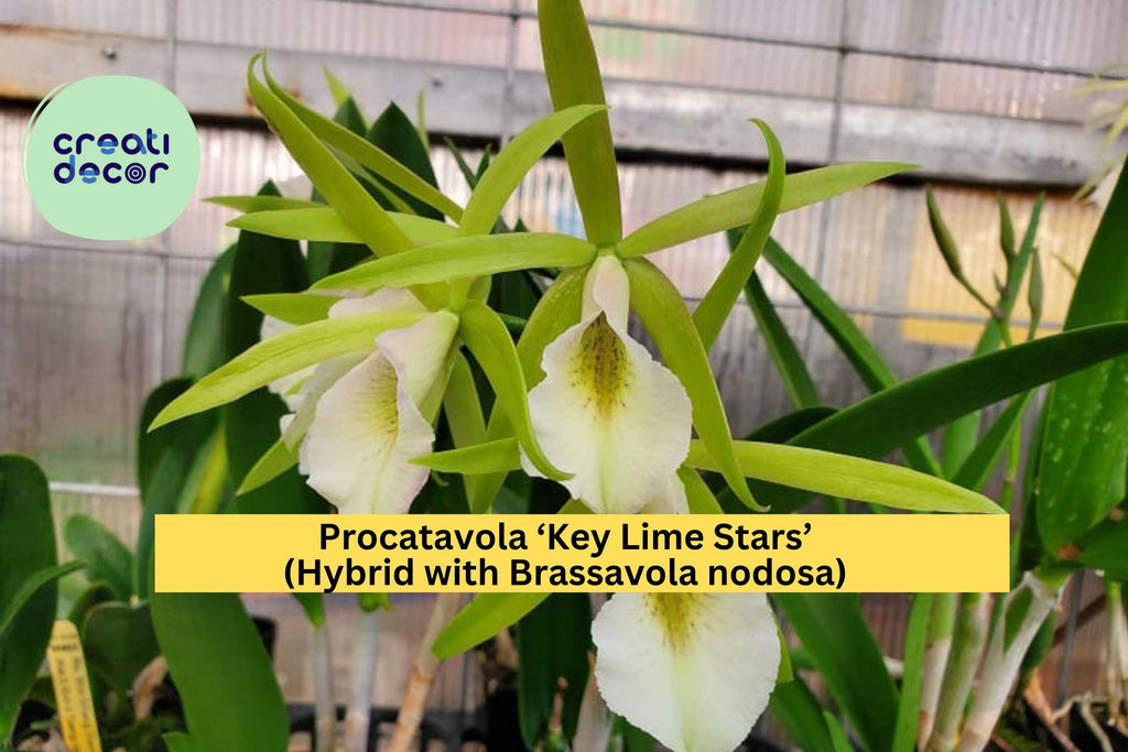 Procatavola Key Lime Stars Orchid – Brassavola nodosa Hybrid, Bare Root Live Plant with Fragrant Lime-Green Blooms, Easy Grower