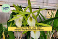 Procatavola Key Lime Stars Orchid – Brassavola nodosa Hybrid, Bare Root Live Plant with Fragrant Lime-Green Blooms, Easy Grower