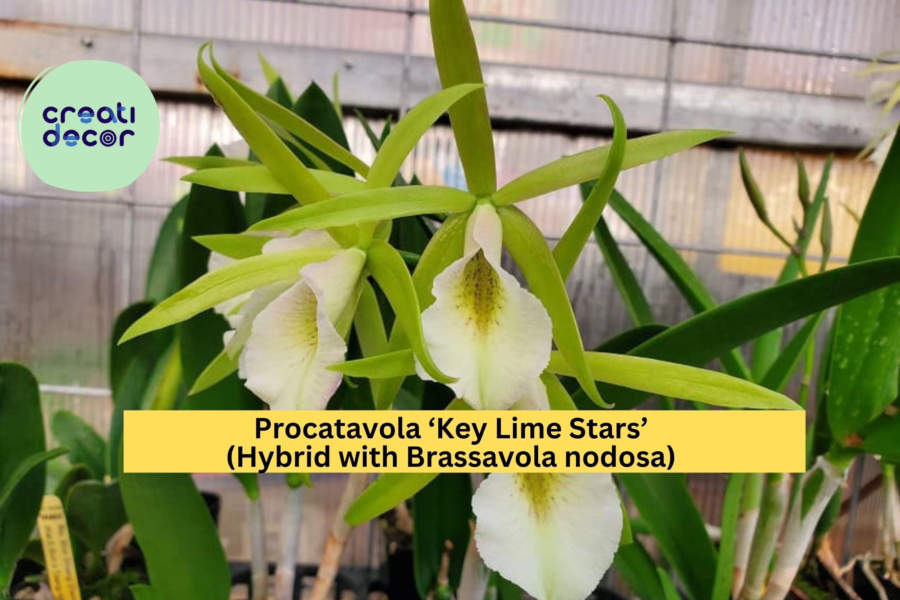 Procatavola Key Lime Stars Orchid – Brassavola nodosa Hybrid, Bare Root Live Plant with Fragrant Lime-Green Blooms, Easy Grower