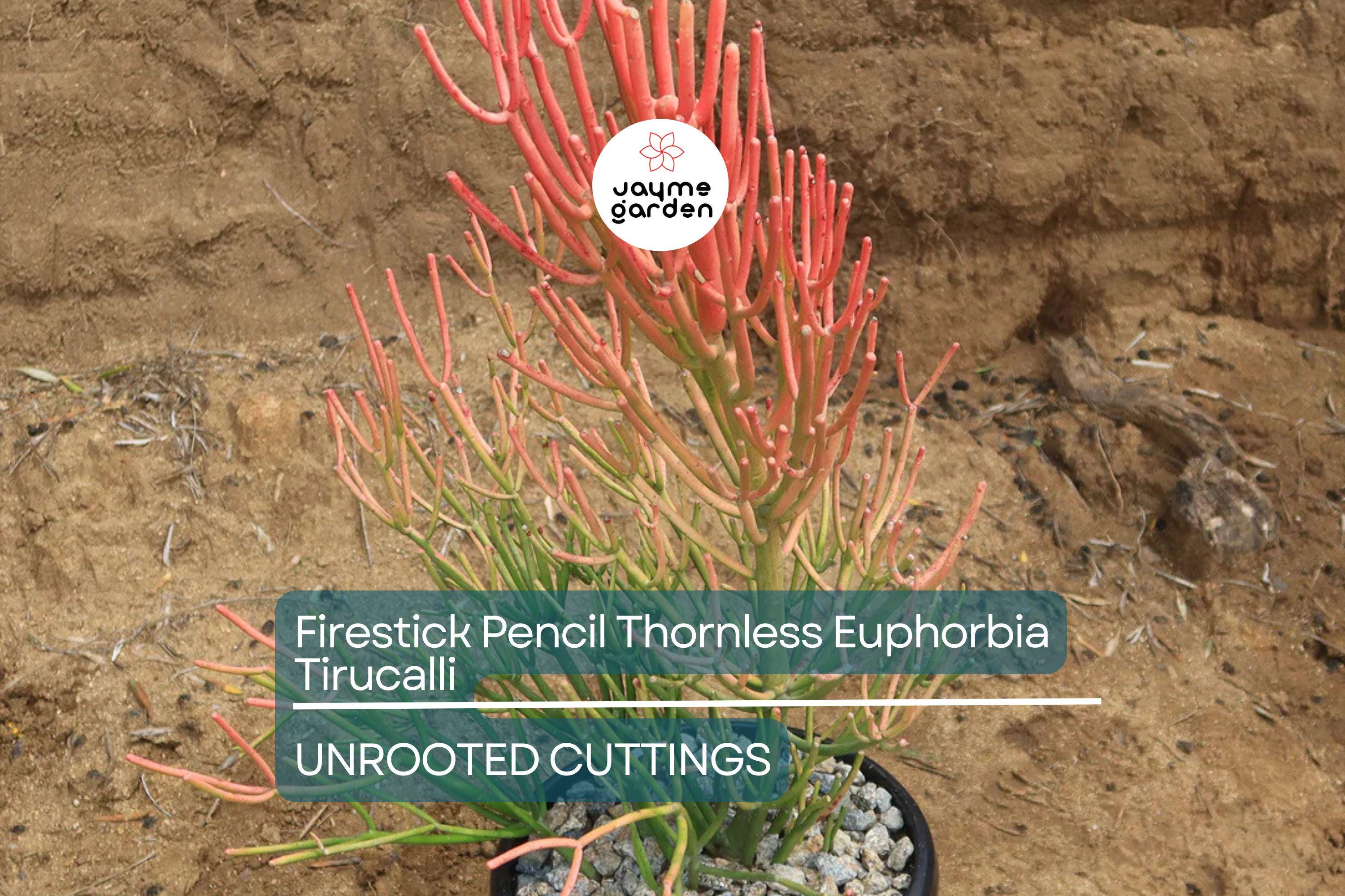15 Firestick Pencil Cactus Cuttings (8-12") | Thornless Euphorbia Tirucalli Succulent | Easy to Grow