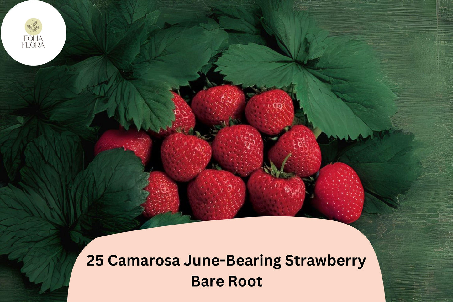 25 Camarosa Strawberry Plants | Live Bare Root June-Bearing | NON-GMO Fragaria × ananassa Garden Fruit