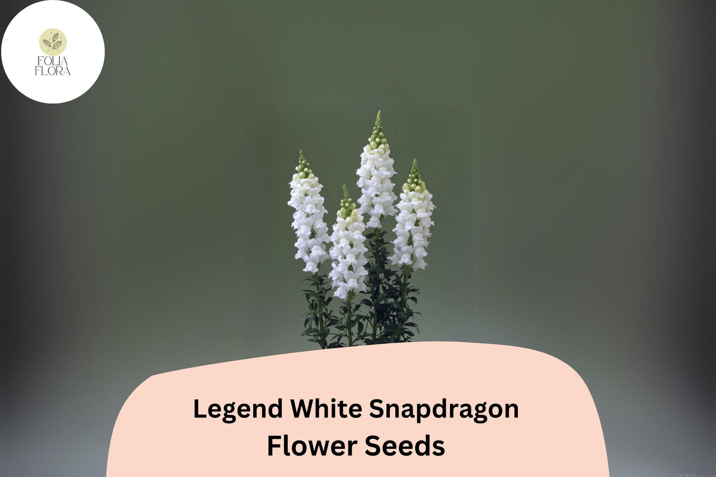 Antirrhinum majus Legend White Snapdragon Seeds – 1000+ Elegant Double Blooms for Garden & Cut Flowers