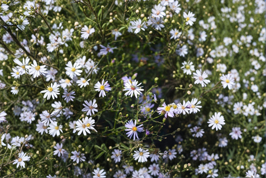 Symphyotrichum turbinellum – Prairie Aster | 100 Seeds | Native Purple Aster Wildflower | Pollinator Garden Plant