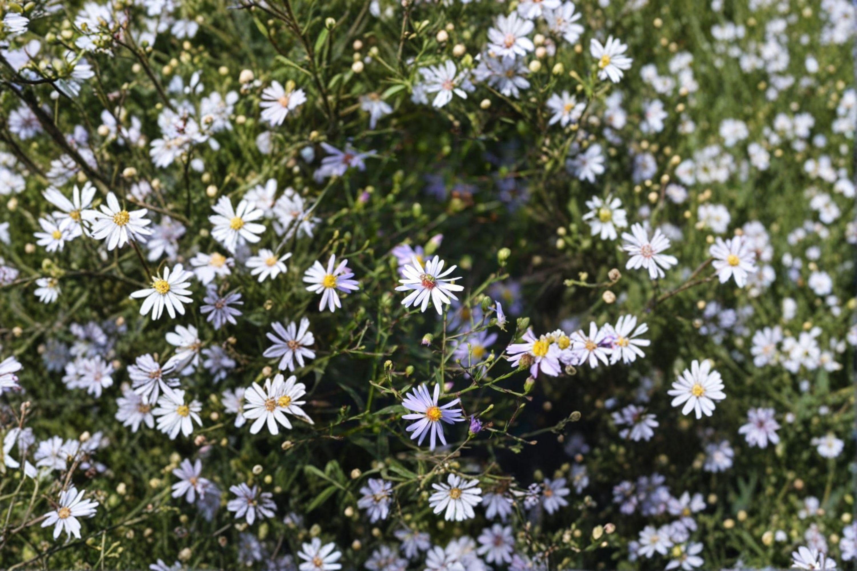Symphyotrichum turbinellum – Prairie Aster | 100 Seeds | Native Purple Aster Wildflower | Pollinator Garden Plant