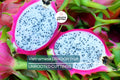 4 Vietnamese Dragon Fruit Cuttings - White Flesh, Self-Pollinating - 6-8” Tall, Easy to Grow, Perfect for Containers