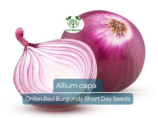 70 Seeds Onion Red Burgundy Short Day for Planting (Allium cepa) - Sweet, Mild Red Onions for Home Gardens, Ideal for Early Spring Planting