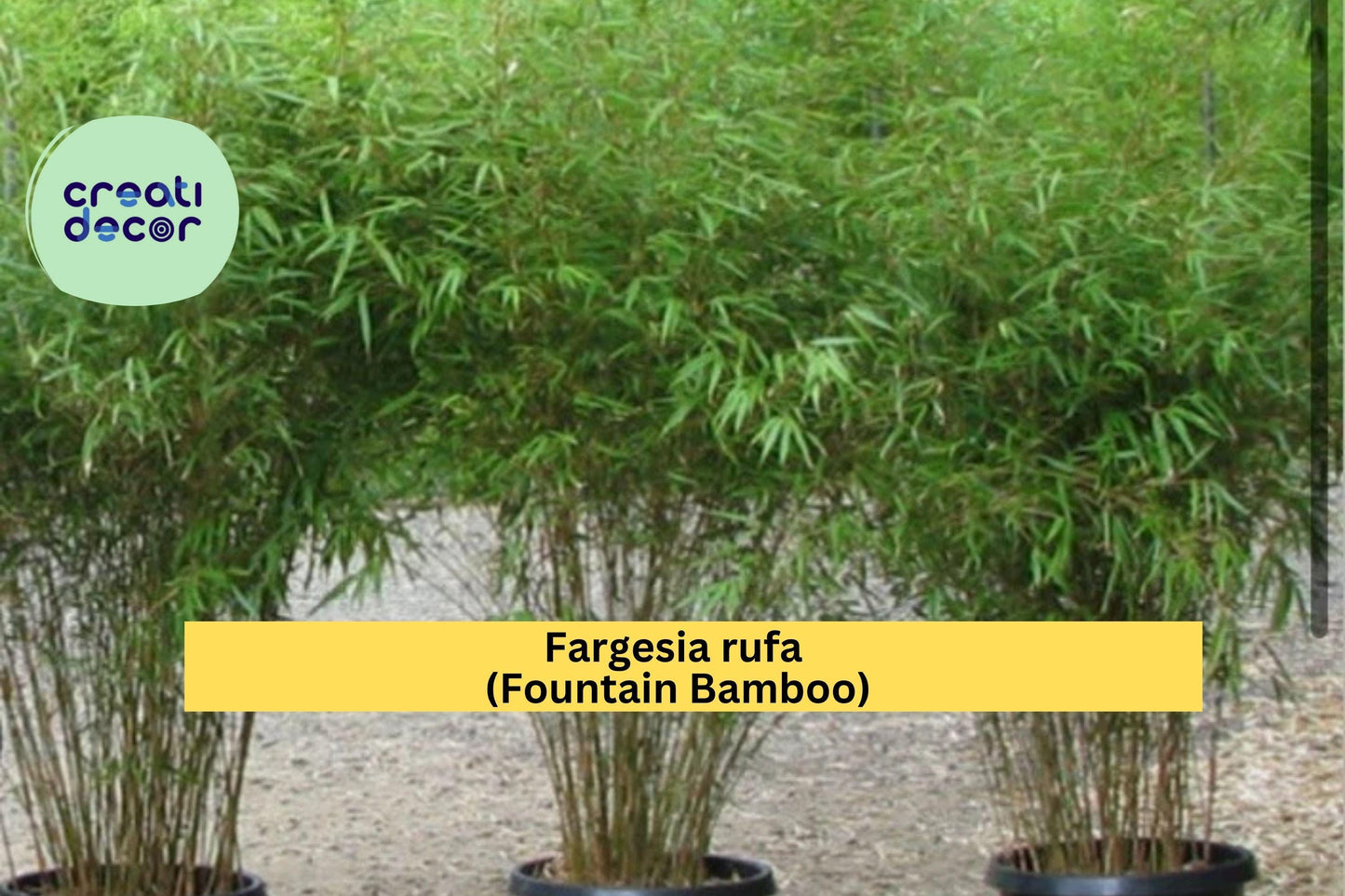 Fountain Bamboo – Fargesia rufa – Live Rooted Clumping Bamboo Plant 18–24” Tall, Non-Invasive Cold Hardy Ornamental Grass