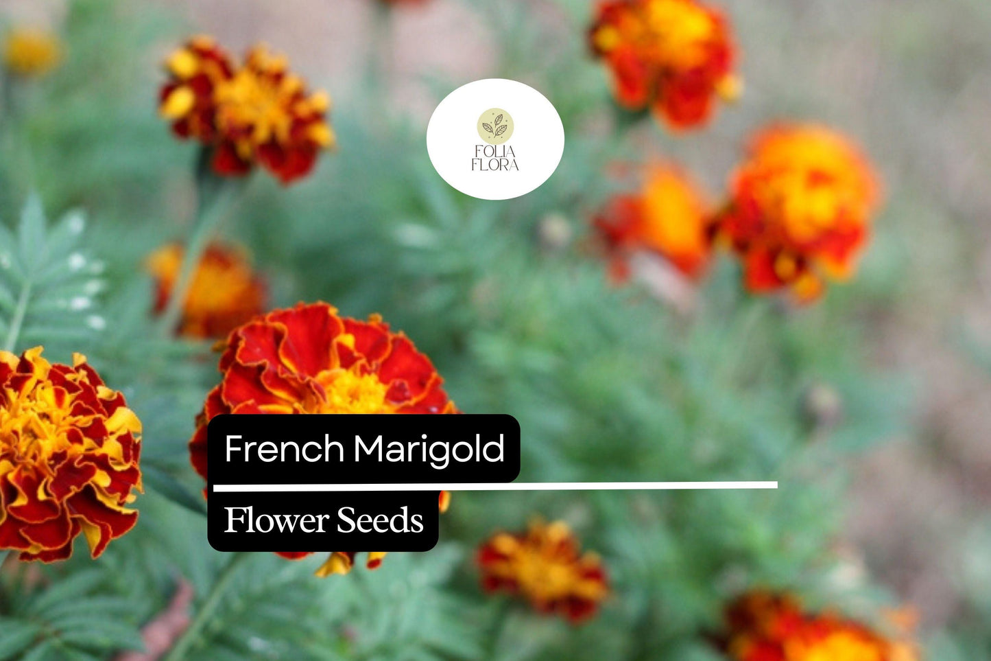 French Marigold Seeds (Tagetes patula) | 25 Seeds | Bright, Hardy Blooms for Gardens
