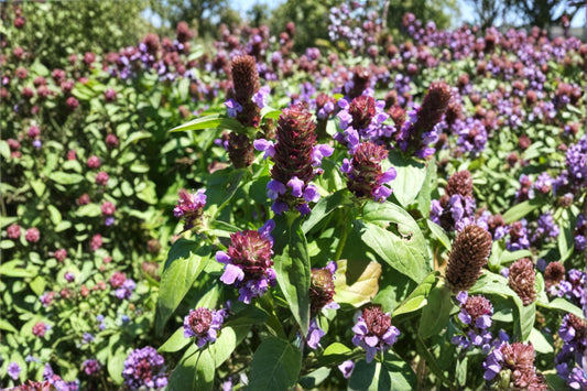Heal All – Prunella vulgaris, Perennial Medicinal Herb | Groundcover (100 Seeds)