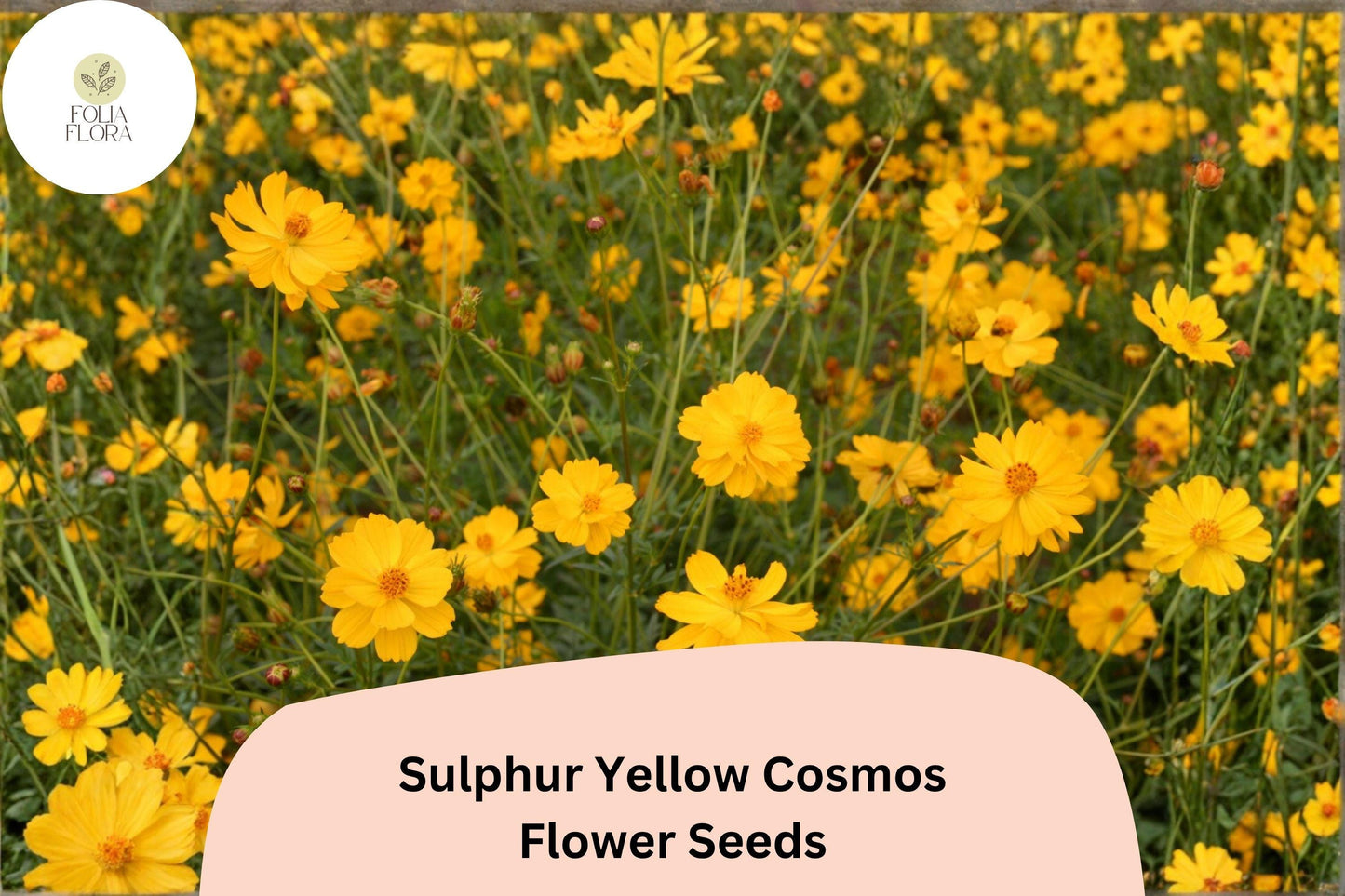 200+ Sulphur Yellow Cosmos Seeds | Cosmos sulphureus | Bright Yellow Blooms | Easy Annual Flower Seeds for Garden