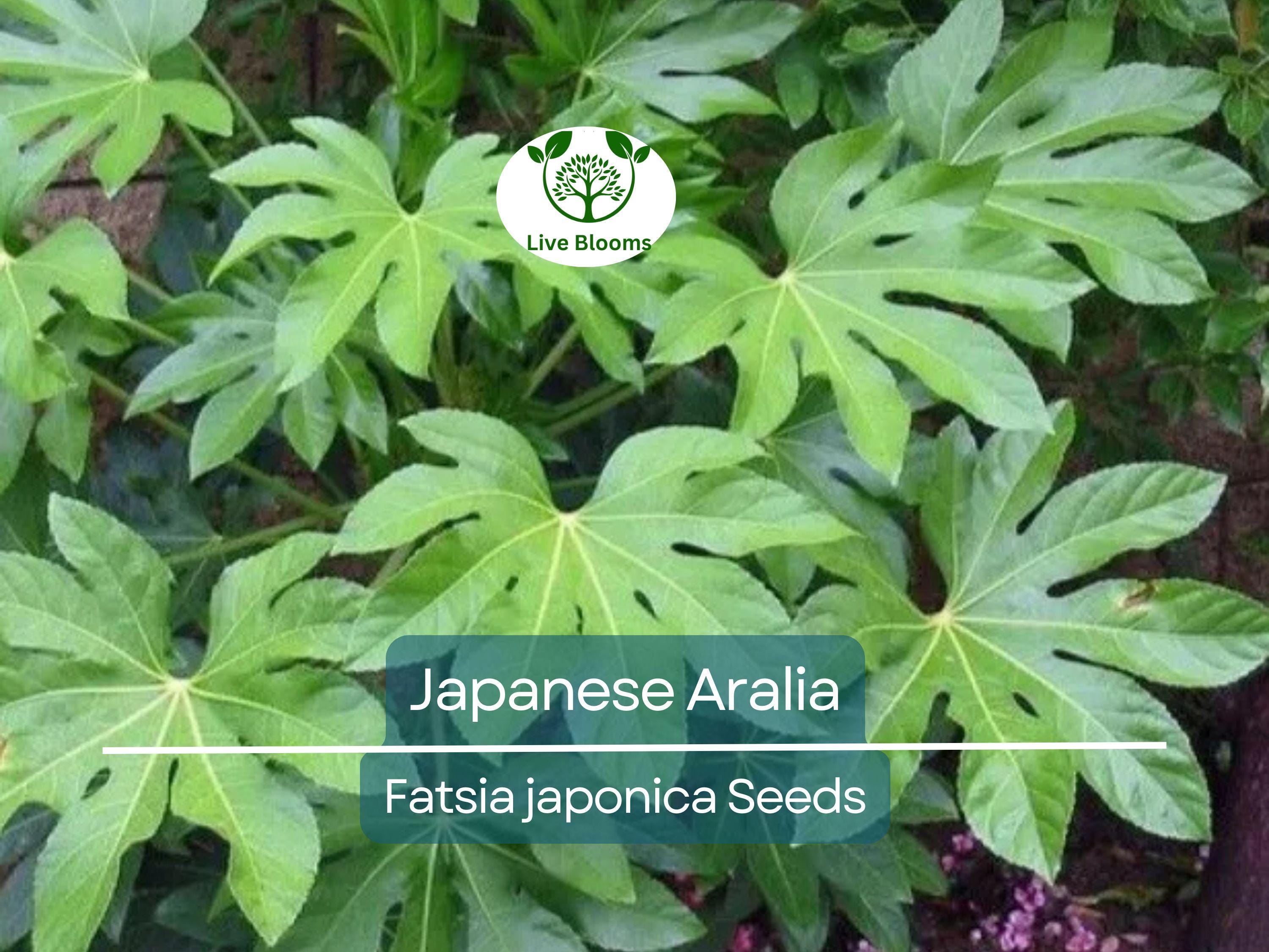 20 Japanese Aralia Seeds | Fatsia japonica, Indoor Potted or Border Plant, Evergreen Shrub, Non-GMO, Low-Light Houseplant for Home & Garden
