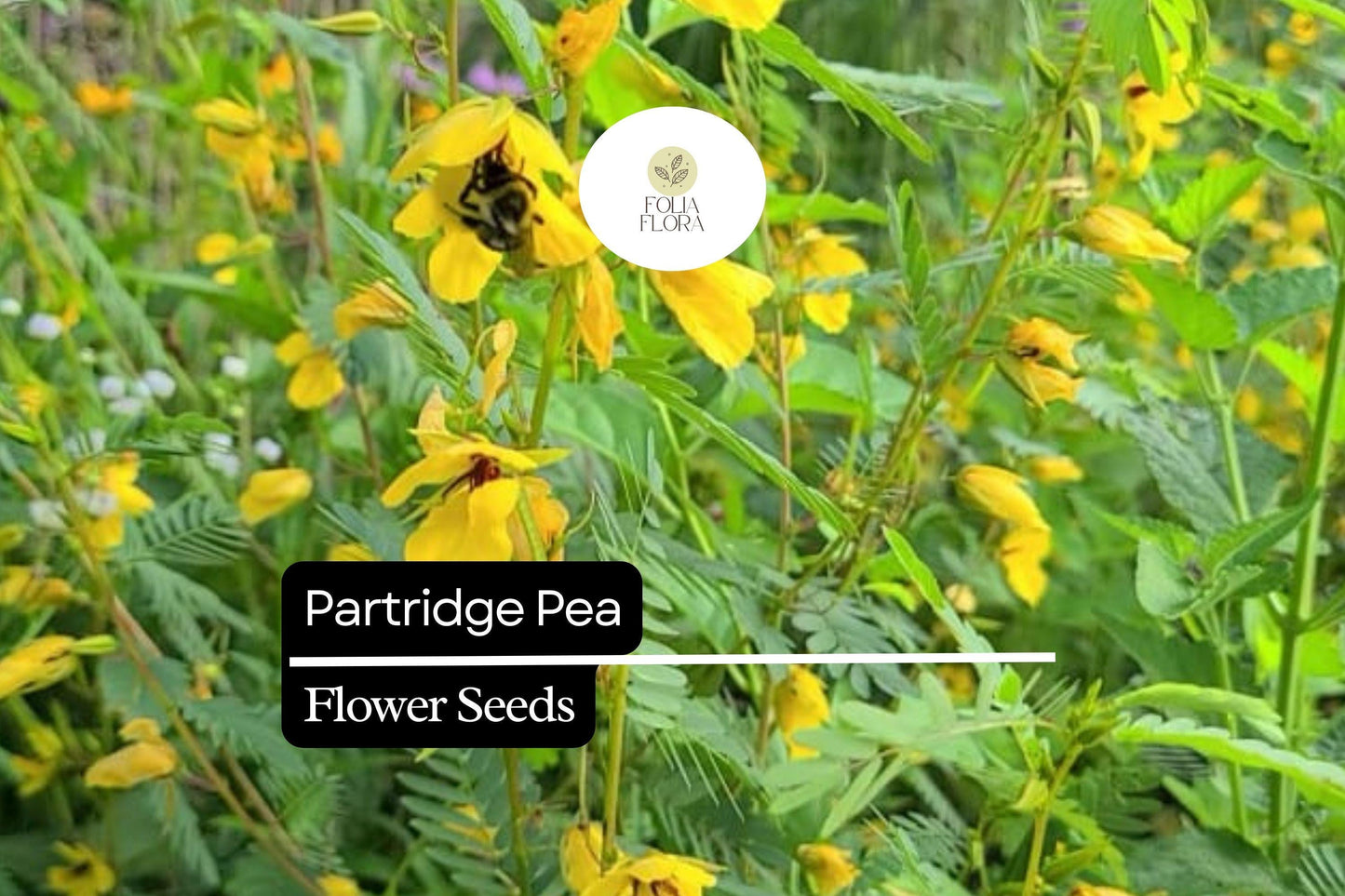 Partridge Pea Seeds (Chamaecrista fasciculata) | 25 Seeds | Bright Yellow Wildflowers | Pollinator-Friendly | Native Plant for Gardens
