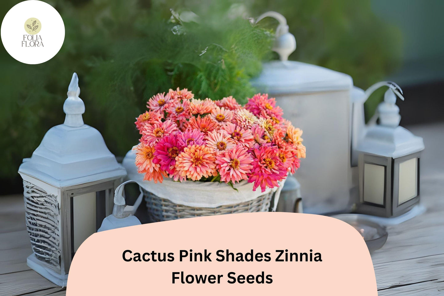 100+ Cactus Pink Shades Zinnia Seeds – Spiky Petal Blooms for Summer Garden & Cut Flowers