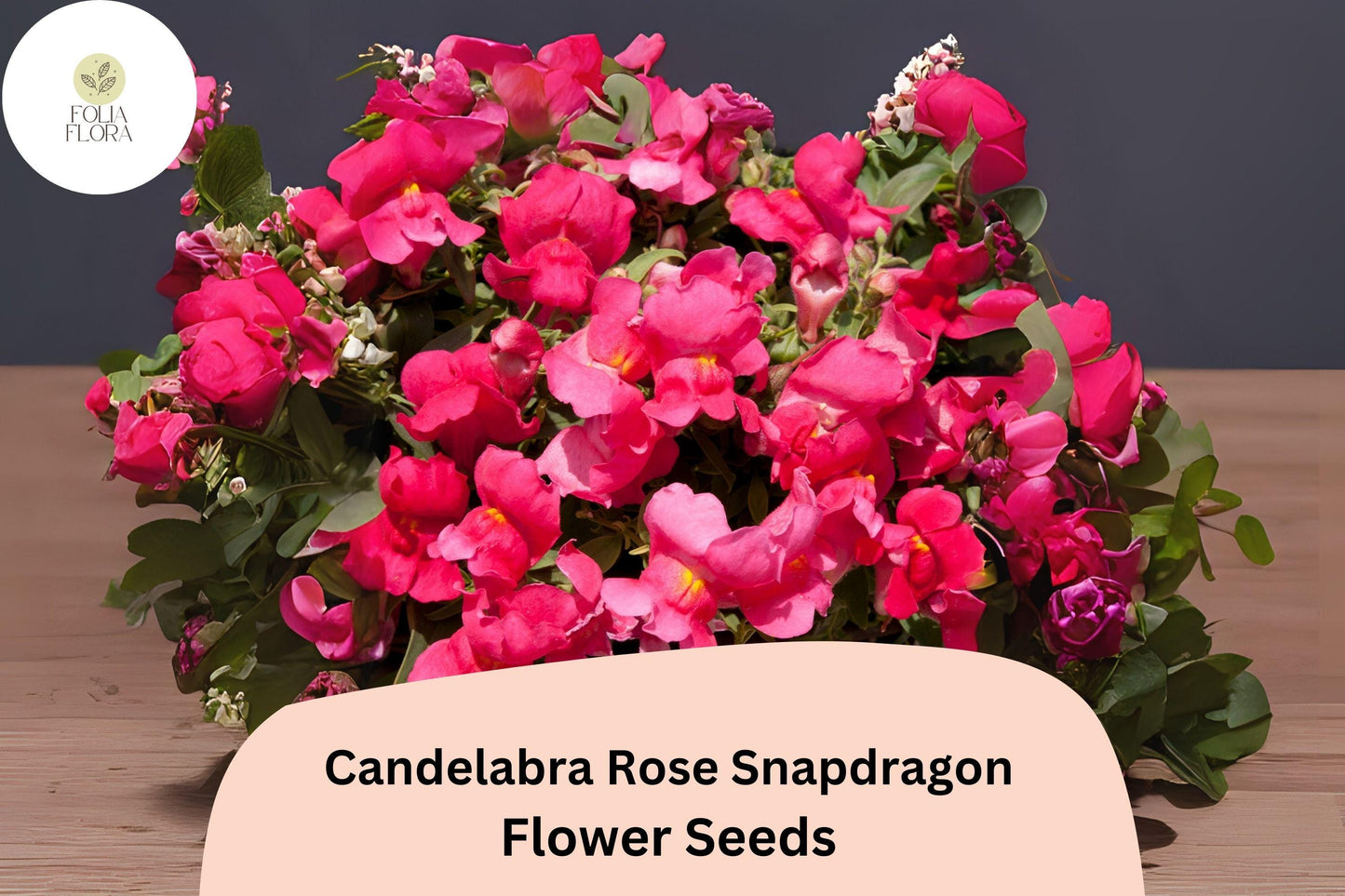 Candelabra Rose Snapdragon Seeds (Antirrhinum majus) | 1000+ Seeds | Elegant Rose-Pink Blooms for Gardens & Borders