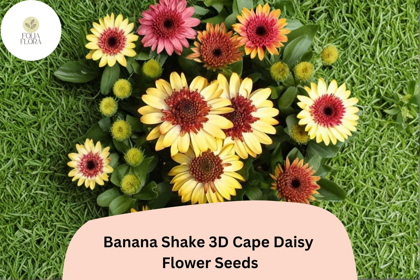 50+ Banana Shake 3D Cape Daisy Seeds | Osteospermum ecklonis | Yellow White Blooms for Pots & Garden Borders