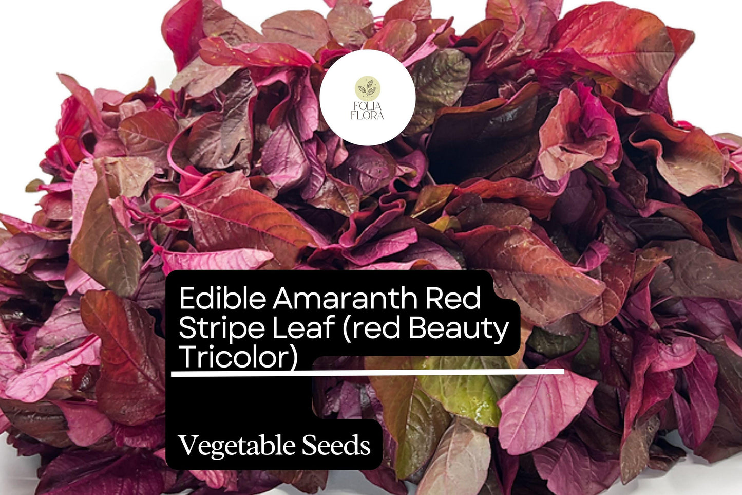 500mg Edible Amaranth Seeds Amaranthus tricolor Red Beauty Red Stripe Leaf for Planting | Heirloom Vegetable Microgreens