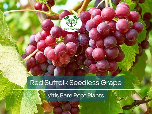 1 Red Suffolk Seedless Grape – Live Table Grape Plant 12–18” – Bare Root Vine – Sweet Fruit for Garden or Trellis