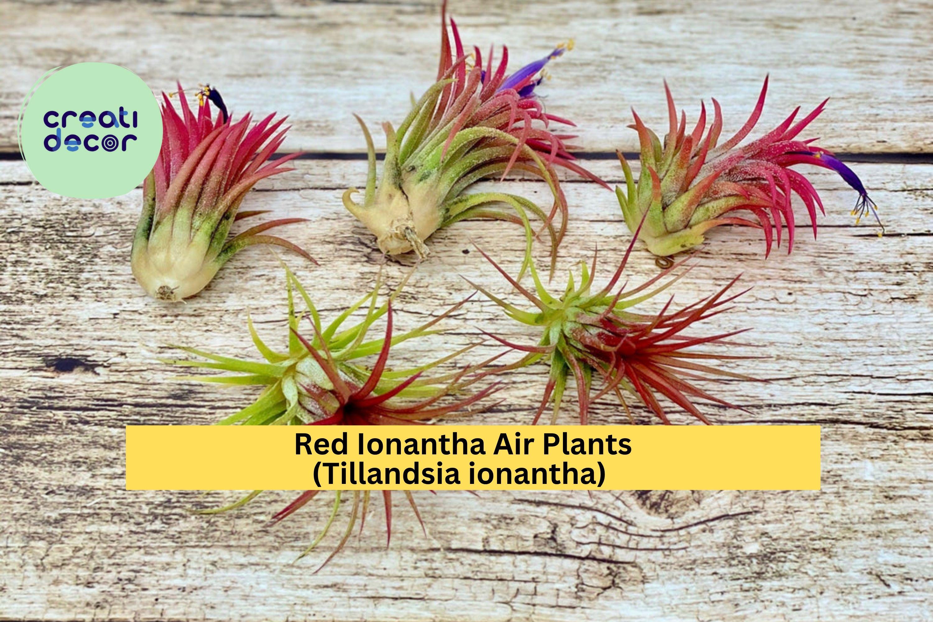 Large Red Ionantha Air Plants – 5 Pack Live Tillandsia ionantha, Rainforest-Grown Tropical Plants That Bloom and Blush Bright Red