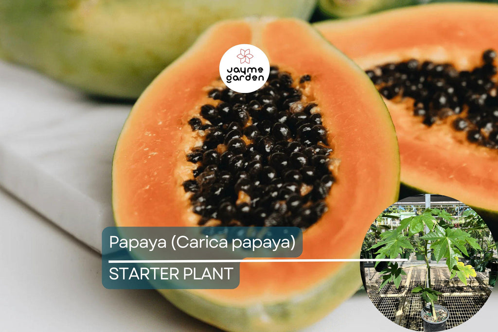 Papaya Tree (Carica papaya) Live Tropical Fruit Tree 1’-2’ | Sweet Flavor, Juicy Texture, and Easy to Grow