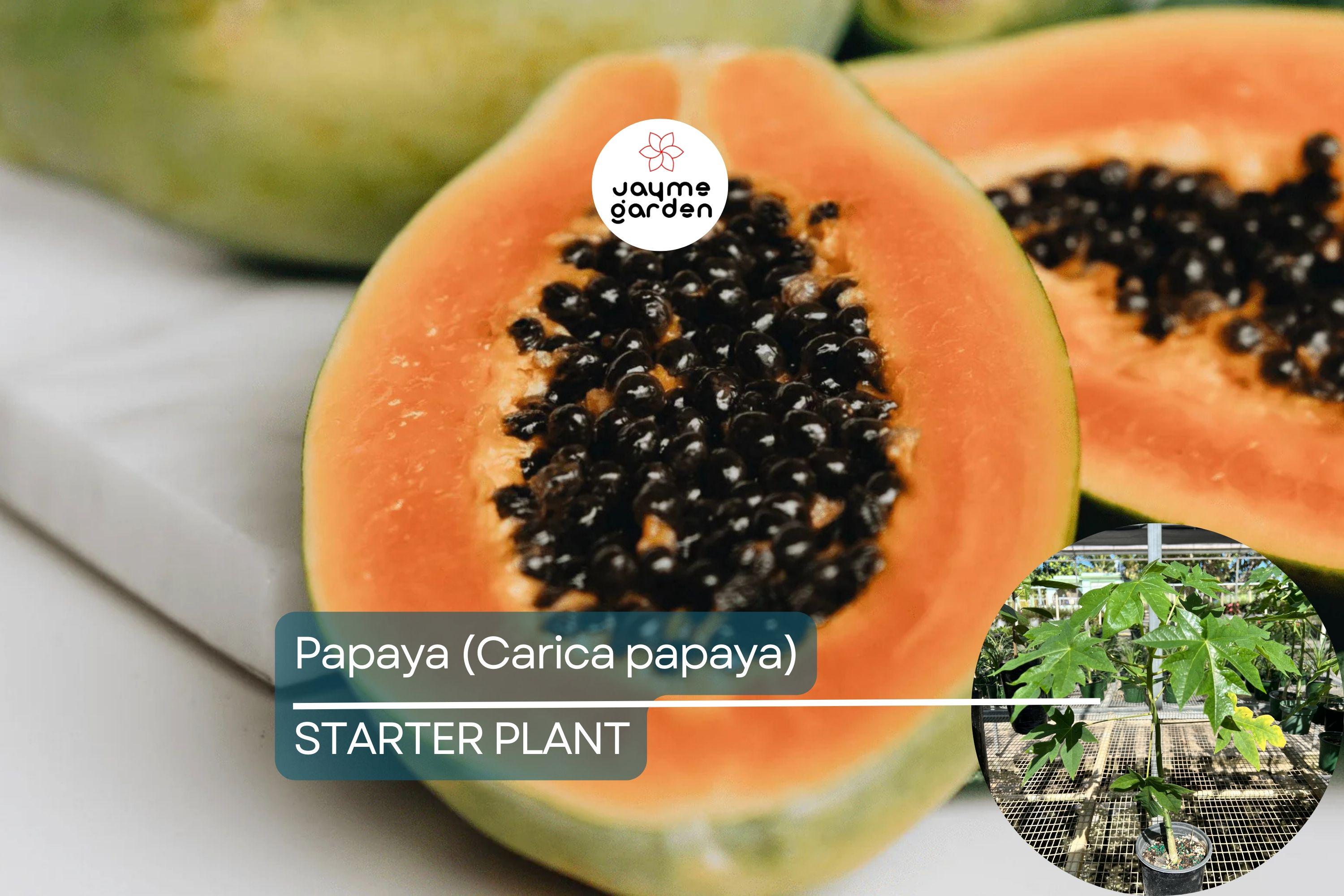Papaya Tree (Carica papaya) Live Tropical Fruit Tree 1’-2’ | Sweet Flavor, Juicy Texture, and Easy to Grow