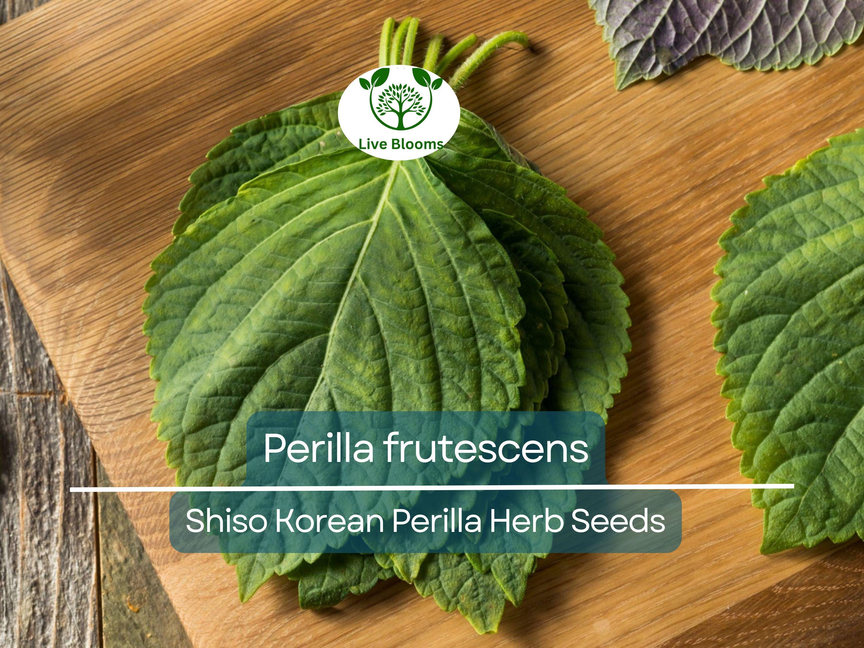 400 Seeds Perilla (Shiso), Korean Perilla Herb for Planting – Aromatic, Versatile Asian Herb for Sushi, Garnishes, Stir-Fries & More