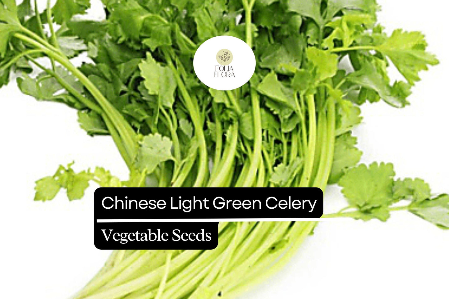 500 Seeds Chinese Light Green Celery, Heirloom Crisp Celery, Mild and Tender Stalks
