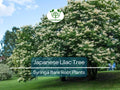 1 Japanese Lilac Tree – Live Bare Root Plant – Syringa reticulata – Fragrant White Summer Blooms – Ornamental Shade Tree
