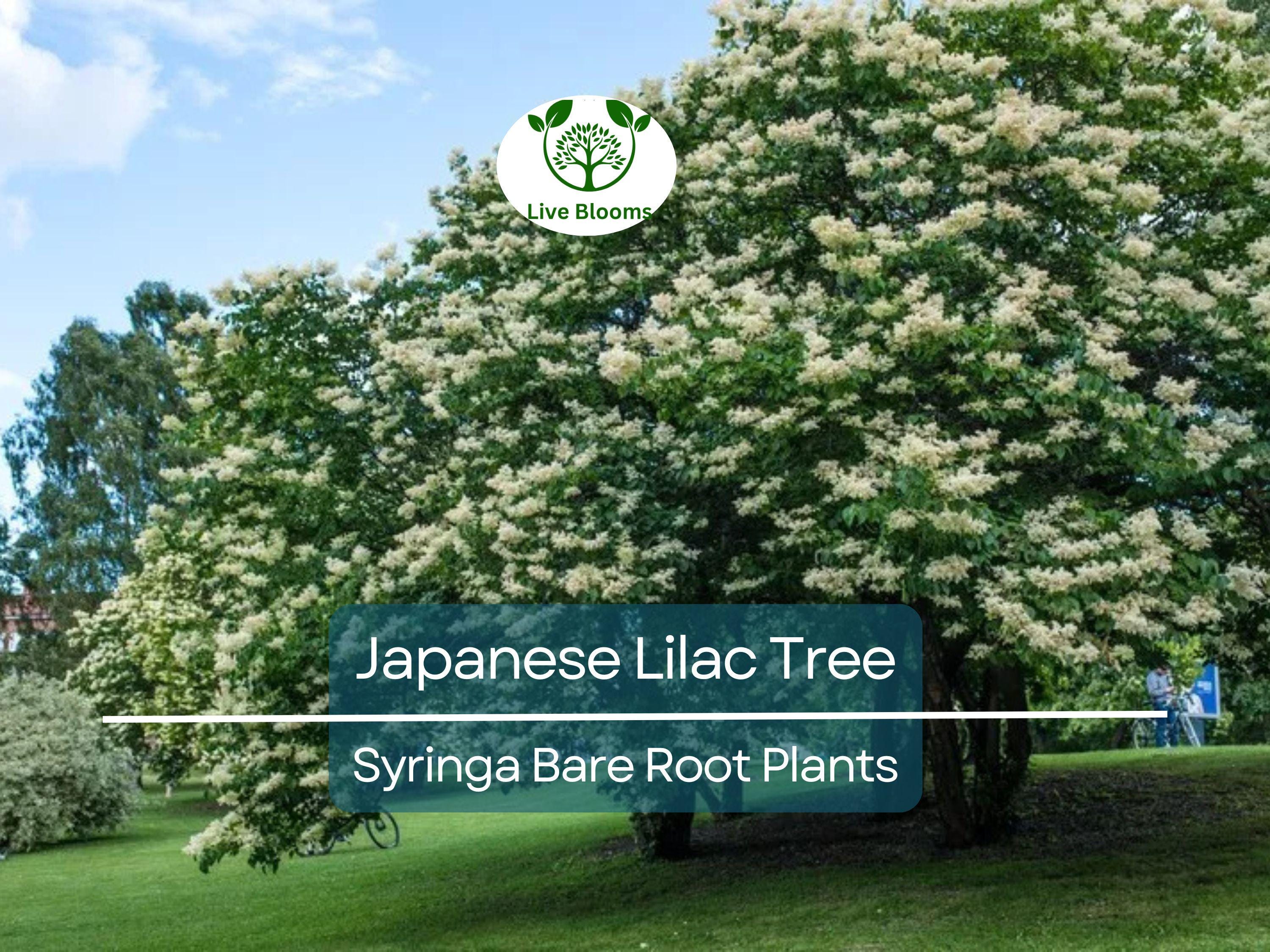 1 Japanese Lilac Tree – Live Bare Root Plant – Syringa reticulata – Fragrant White Summer Blooms – Ornamental Shade Tree